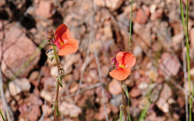 Macroptilium gibbosifolium, Variableleaf Bushbean, Southwest Desert Flora
